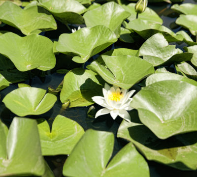 Karacabey Longozu Göleti Nilüfer Çiçekleri, Karacabey