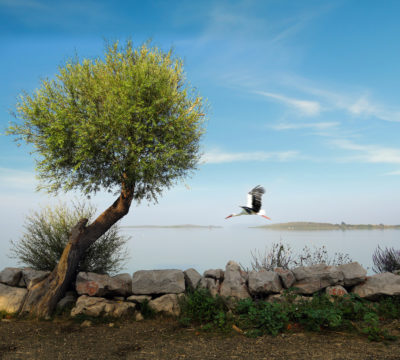 Gölyazı, Nilüfer